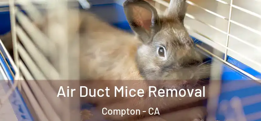  Air Duct Mice Removal Compton - CA